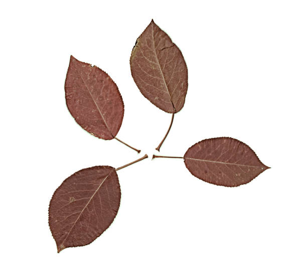Composition of the leaves on a white background.