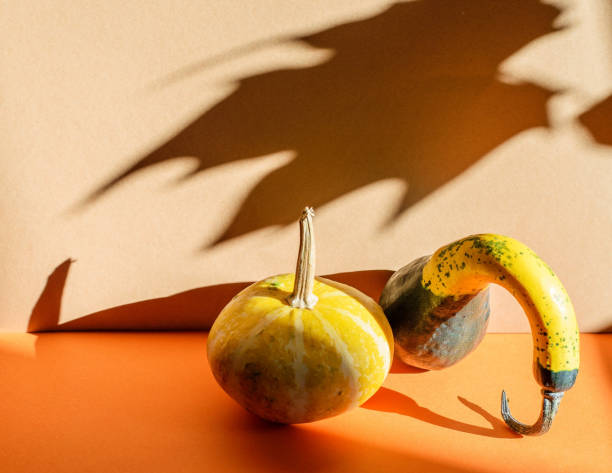 istock Balance composition with decorative pumpkins and long hard shadows. 1280857641