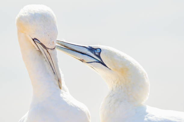 istock In soft light, two Northern Gannets heads welcome after landing 1280857752