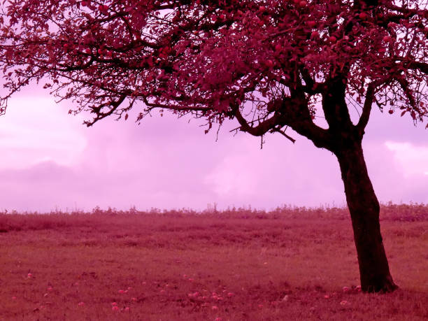 Infrared photo of an old apple tree