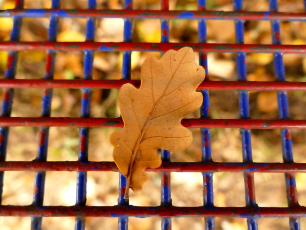 autumnal colored oak leaf in back light on a grid of a seat