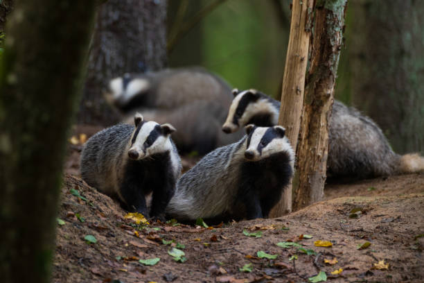 istock European Badger couple(Meles meles) in fall evening 1280859272