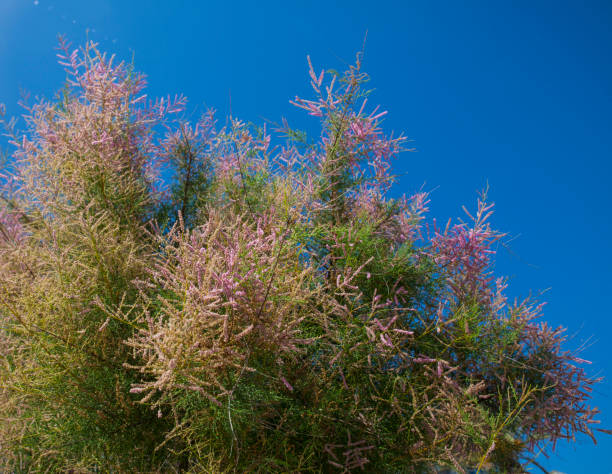 Free picture: saltcedar, plant, swamp, tamarix