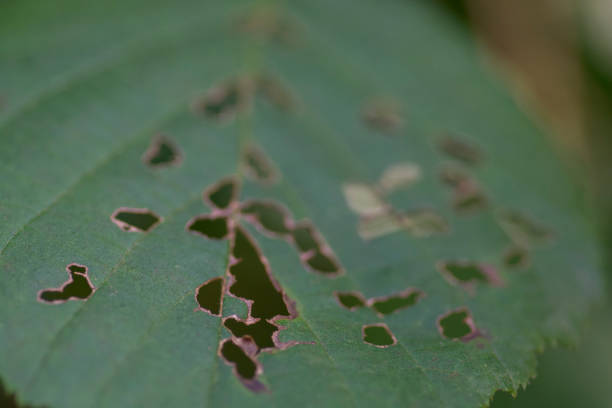 Close up of a green leaf with holes, eaten by pests or worms stock photo