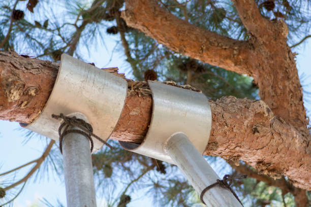 Tree support: Pine tree branches being supported by metal poles stock photo