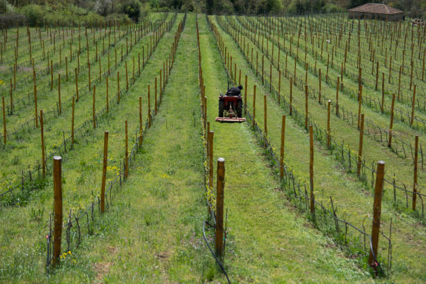 istock A farmer cutting the grass in a large vineyard , using a ride-on lawn mower 1280860843