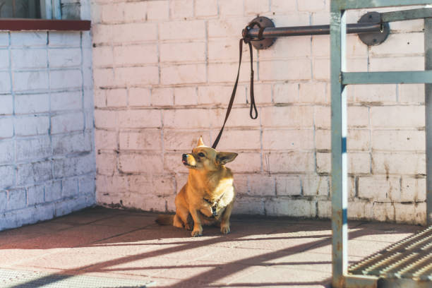 istock Little funny dog tied by a leash 1280860869