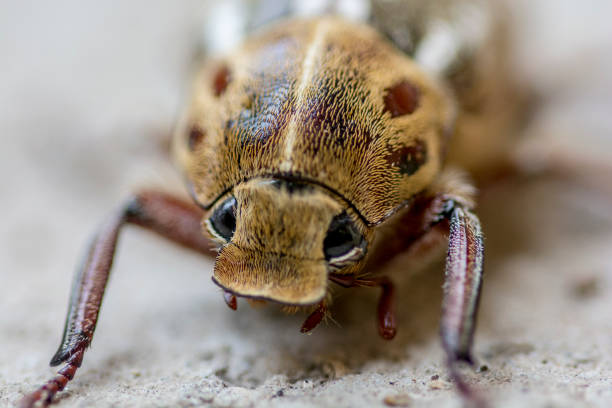 macro tiro extremo de cerca del escarabajo anoxia orientalis - anoxia fotografías e imágenes de stock