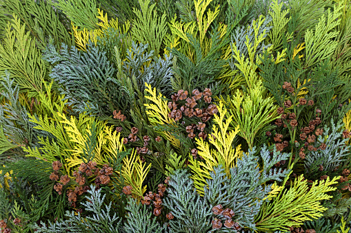 Cedar cypress leylandii fir & juniper leaves forming aa abstract background of winter greenery. Flat lay top view.