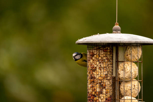 Blue tit feeding on nuts and seeds from a feeder in a back garden