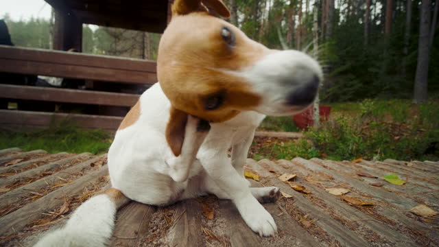 Dog jack russell terrier lies and scratch his ears on the wooden ground