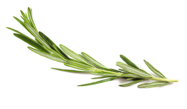 rosmarin closeup isolated on white background, closeup - rosemary imagens e fotografias de stock