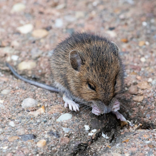 istock Front view of a field mouse eating food on a pation 1280866869