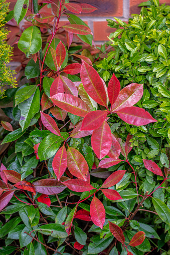 Close-up image of a photinia red robin plant flourishing against a garden wall