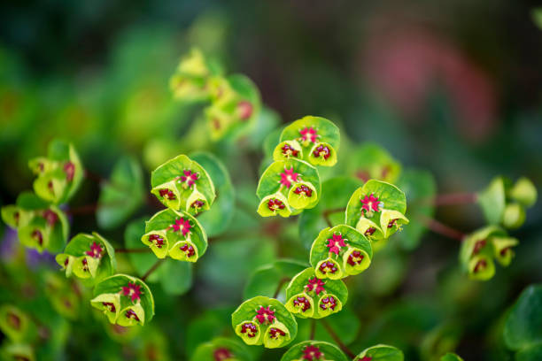 정원에서 꽃이 만발한 스피지, 우포비아 식물의 클로즈업 - euphorbiaceae 뉴스 사진 이미지