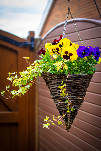 An image of winter pansies and ivy growing in a woven, cone-shaped hanging basket