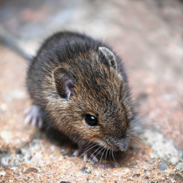 istock Close-up front view of a field mouse 1280867512