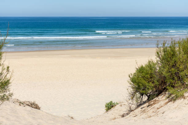 mimizan dunes and beach, in the landes - mimizan imagens e fotografias de stock