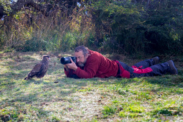 Clumsy nature photographer with crested caracara Bird in Patagonia Photographer, People, Men, Adult, Adults Only crested caracara stock pictures, royalty-free photos & images