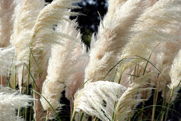 istock Pampas grass plumes in the wind 1280867948