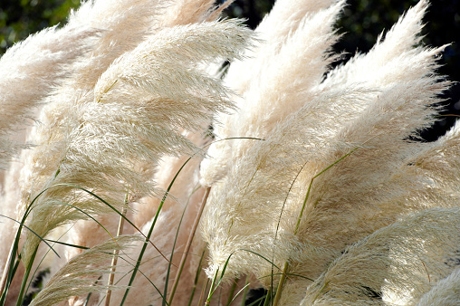 White feathery fronds of beautiful Pampas grass plant plumes sway in the wind. The grass,  Cortaderia selloana is a species of flowering plant found in coastal regions where it thrives, particularly on disturbed ground