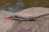 %C3%B6stliches-wasser-skink-f%C3%BCtteru