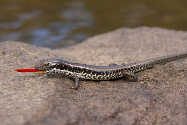 A small reptile live on the yard of the house between the old things and material, Thailand. Sun Skink, Scincidae, lives at the storage place.