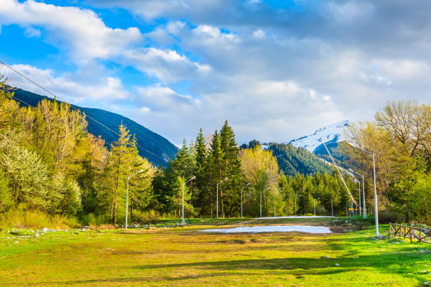 pine forest in the mountains of Greece against the backdrop of a clear blue sky and snow-capped peaks of Mount Olympus