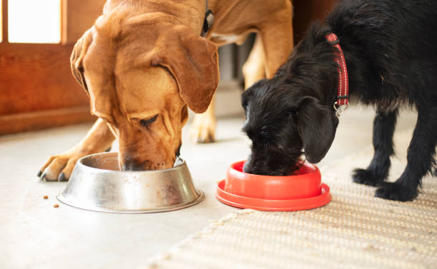 Two dogs eating together from their food bowls stock photo