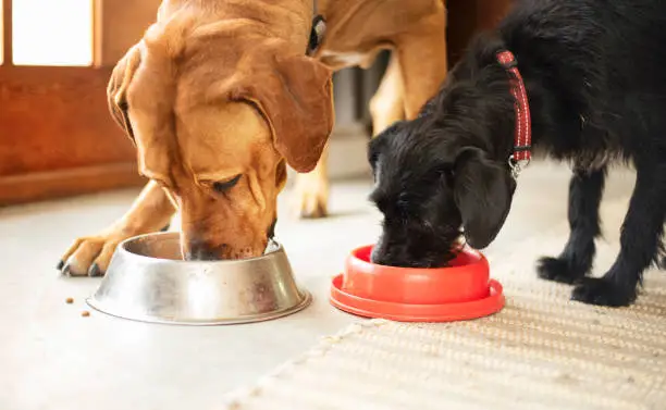 Photo of Two dogs eating together from their food bowls