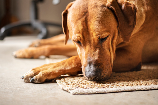 Rhodesian ridgeback lying asleep on a rug on the floor with his head resting on his paw