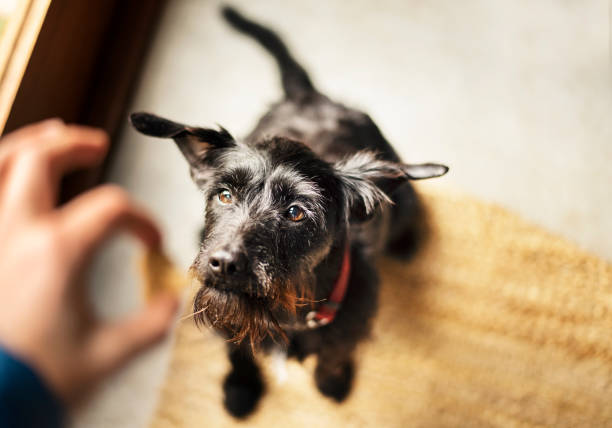 집에서 귀여운 개에게 애완 동물 간식을 먹이는 여자 - 복종 훈련 뉴스 사진 이미지