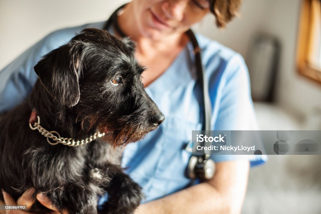 Female veterinarian holding a little dog in her arms Female veterinarian holding a little schnauzer in her arms while standing in her office Veterinarian Stock Photo