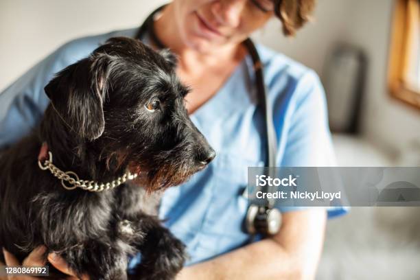 Female Veterinarian Holding A Little Dog In Her Arms Stock Photo - Download Image Now
