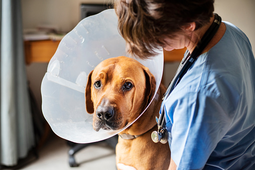 Portrait of a sad looking rhodesian ridgeback wearing a protective collar in a female veterinarian's office