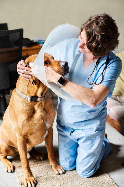 istock Veterinarian putting a protective collar around a dog's neck 1280869254