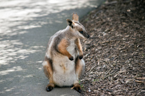 istock the yellow footed rock wallaby is standing on its hind legs 1280870074
