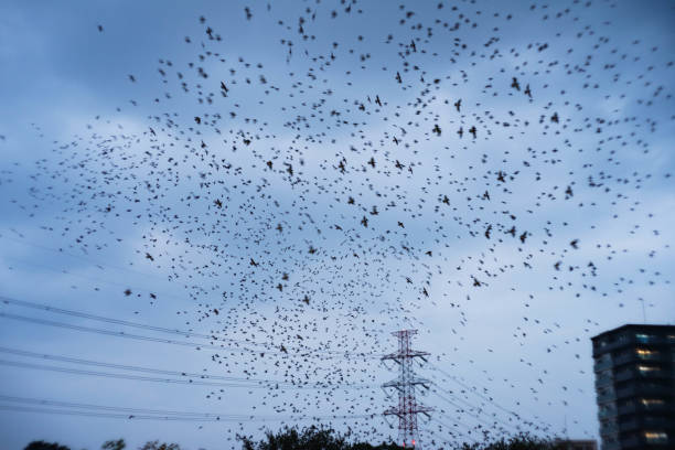 A group of starlings are flying.\nBird damage. Flocks. bird wave.