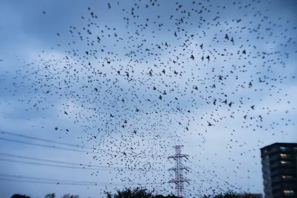 Photo of A group of starlings are flying.
