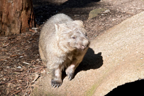 istock the common wombat is  searching for food 1280870200