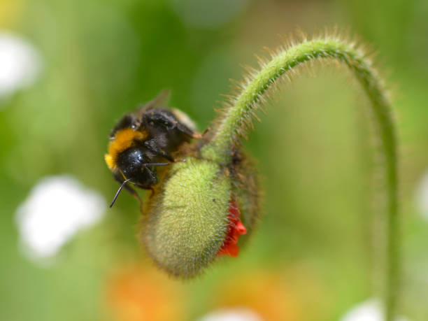 istock Bumblebee on bud of poppy 1280871206