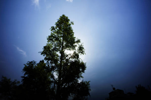 Sunlight and backlit trees Sunlight and backlit trees.
Taken in a park in a residential area of Tokyo, Japan.
Clear blue autumn sky. hope god lighting technique tree stock pictures, royalty-free photos & images