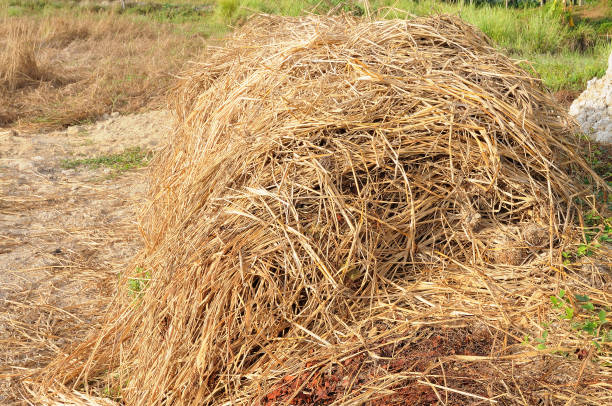 istock Straw bale preparation for livestock 1280871337