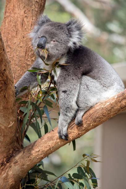 istock the koala has grey and white fur with a big black nose 1280871489