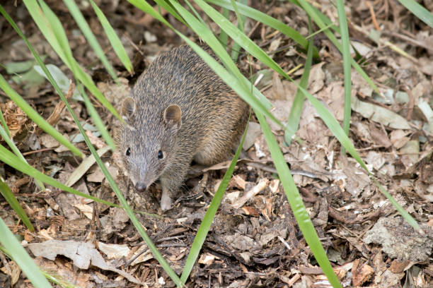 le jeune bandicoot brun du sud émerge de l’herbe - potoroo photos et images de collection