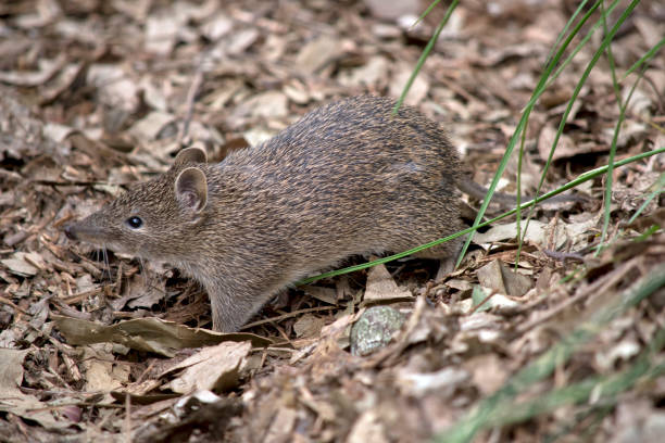 남부 갈색 반도는 작은 습지입니다 - potoroo 뉴스 사진 이미지