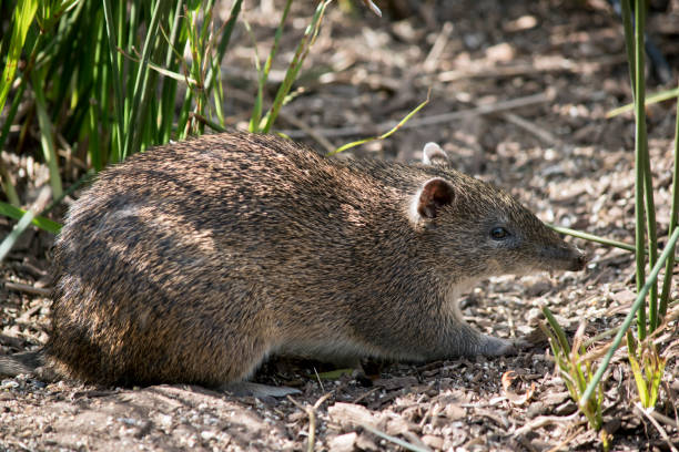 le potoroo long au son ressemble à un rat, mais c’est un marsupial - potoroo photos et images de collection