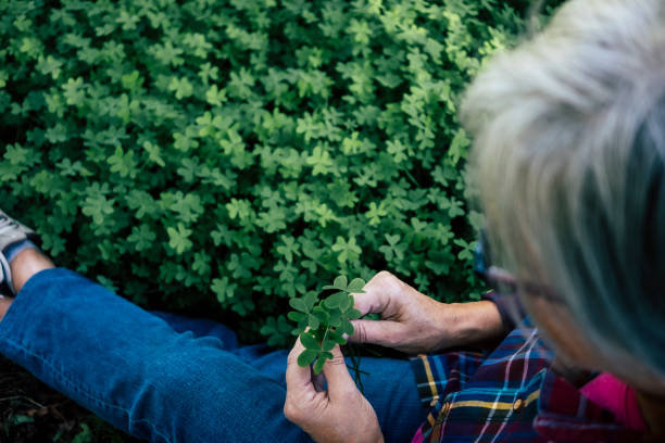 vue de plan rapproché d’une femme âgée retenant un petit groupe de trèfles verts. une personne avec une chemise à carreaux s’asseyant au milieu de la pelouse verte. - arbol photos et images de collection