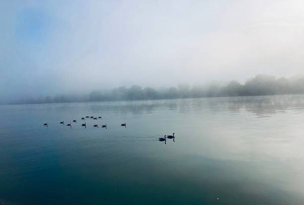 istock The Rhin river under the morning mist 1280874254