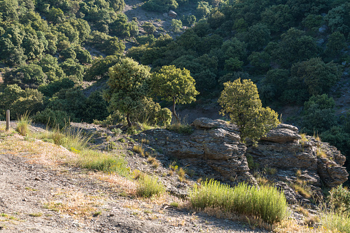holm oak forest in Sierra Nevada in southern Spain, there are grass and rocks